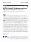 Research paper thumbnail of Insights into the structure and morphogenesis of the giant basal spicule of the glass sponge Monorhaphis chuni