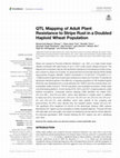 Research paper thumbnail of QTL Mapping of Adult Plant Resistance to Stripe Rust in a Doubled Haploid Wheat Population