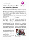 Pentalogy of Cantrell with Total Ectopia Cordis and a Major Omphalocele—A Case Report Cover Page