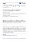 Research paper thumbnail of Additional records of the little sleeper shark, Somniosus rostratus (Elasmobranchii: Squaliformes: Somniosidae), in Mediterranean Sea