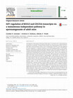 IGF1 regulation of BOULE and CDC25A transcripts via a testosterone-independent pathway in spermatogenesis of adult mice Cover Page