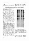 Research paper thumbnail of Stress proteins are induced by hyperosmolarity in chick embryo fibroblasts