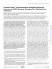 Research paper thumbnail of Protein Kinase C Phosphorylation Regulates Membrane Insertion of GABAA Receptor Subtypes That Mediate Tonic Inhibition