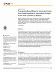 Transposon-Based Reporter Marking Provides Functional Evidence for Intercellular Bridges in the Male Germline of Rabbits Cover Page