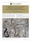 Cannibalism in the Common Krait (Bungarus caeruleus) and the Indian Spectacled Cobra (Naja naja) Cover Page