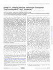 PvAMT1;1, a Highly Selective Ammonium Transporter That Functions as H+/NH4+ Symporter Cover Page