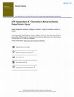 ATP-Dependent K<sup>+</sup>Channels in Renal Ischemia Reperfusion Injury Cover Page