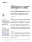 Morphological changes in the tracheal system associated with light organs of the firefly Photinus pyralis (Coleoptera: Lampyridae) across life stages Cover Page