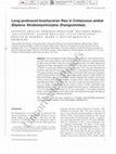 Research paper thumbnail of Long‐proboscid brachyceran flies in Cretaceous amber (Diptera: Stratiomyomorpha: Zhangsolvidae)