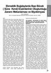 Ekmeklik Buğdaylarda Bazı Böcek Süne Kımıl Enzimlerinin Oluşturduğu Zararın Mekanizması ve Biyokimyası Cover Page