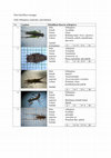 Research paper thumbnail of orthoptera sungai ijuk