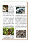 Research paper thumbnail of 'The Blether' Issue 19 - Peleliu Archaeological Survey 2014: Part 1