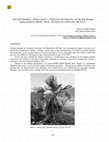 Research paper thumbnail of 2010. Uso artesanal, fenología y cosecha óptima de la palma Brahea dulcis (Kunth) Mart. en el estado de Hidalgo, México. 