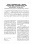 Research paper thumbnail of Detection of amastigote-like forms in the valve of Phlebotomus papatasi infected with Leishmania major