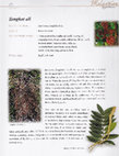 Research paper thumbnail of Malaysian Herbal Heritage - Men's Health (Tongkat Ali - Eurycoma longifolia)