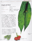 Research paper thumbnail of Malaysian Herbal Heritage - Men's Health (Tongkat Ali Hitam - Polyalthia bullata)