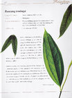 Research paper thumbnail of Malaysian Herbal Heritage - Men's Health (Rancang tembaga - Smilax calophylla)