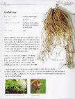 Research paper thumbnail of Malaysian Herbal Heritage - Men's Health (Galak Tua - Stemona curtisii)