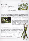 Research paper thumbnail of Malaysian Herbal Heritage - Men's Health (Kacang Kelo - Moringa oleifera)