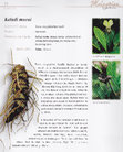 Research paper thumbnail of Malaysian Herbal Heritage - Men's Health (Keladi murai - Tacca integrifolia)