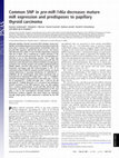 Research paper thumbnail of Common SNP in pre-miR-146a decreases mature miR expression and predisposes to papillary thyroid carcinoma