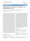 Research paper thumbnail of Hierarchical flow of sensory information in rat somatosensory cortex