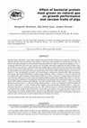 Research paper thumbnail of Effect of bacterial protein meal grown on natural gas on growth performance and carcass traits of pigs