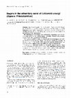 Research paper thumbnail of Sugars in the alimentary canal of Lutzomyia youngi (Diptera: Phlebotominae