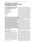 Research paper thumbnail of The Pungency of Garlic: Activation of TRPA1 and TRPV1 in Response to Allicin