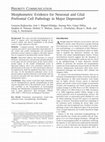 Research paper thumbnail of Morphometric evidence for neuronal and glial prefrontal cell pathology in major depression