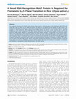 Research paper thumbnail of A Novel RNA-Recognition-Motif Protein Is Required for Premeiotic G1/S-Phase Transition in Rice (Oryza sativa L.)