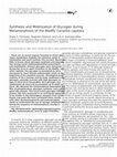 Research paper thumbnail of Synthesis and Mobilization of Glycogen during Metamorphosis of the Medfly Ceratitis capitata