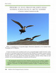 Research paper thumbnail of LONG-TAILED JAEGERS IN THE CANADIAN ARCTIC