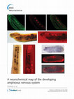 Research paper thumbnail of A neurochemical map of the developing amphioxus nervous system