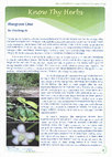 Research paper thumbnail of Mangrove Lime