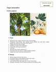 Research paper thumbnail of MENCANDRA TANAMAN Carica papaya (MORFOLOGI TUMBUHAN)