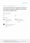 Research paper thumbnail of Comparative Molecular Cytogenetic Analysis of Two Congeneric Species, Mugil Curema and M. Liza (Pisces, Mugiliformes), Characterized by Significant Karyotype Diversity