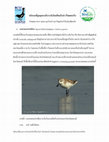 Research paper thumbnail of Rare birds species of Inner Gulf of Thailand