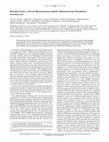 Research paper thumbnail of Brachycerine, a Novel Monoterpene Indole Alkaloid from Psychotria brachyceras