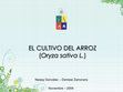 EL CULTIVO DEL ARROZ (Oryza sativa L Cover Page