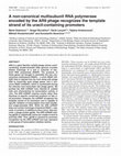 Research paper thumbnail of A non-canonical multisubunit RNA polymerase encoded by the AR9 phage recognizes the template strand of its uracil-containing promoters