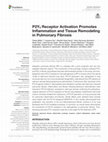 Research paper thumbnail of P2Y6 Receptor Activation Promotes Inflammation and Tissue Remodeling in Pulmonary Fibrosis