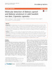 Research paper thumbnail of Molecular detection of Babesia capreoli and Babesia venatorum in wild Swedish roe deer, Capreolus capreolus