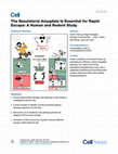 Research paper thumbnail of The Basolateral Amygdala Is Essential for Rapid Escape: A Human and Rodent Study