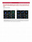 Research paper thumbnail of PGE2/EP3/SRC signaling induces EGFR nuclear translocation and growth through EGFR ligands release in lung adenocarcinoma cells