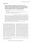 Research paper thumbnail of Ectopic expression of an AP3-like and a PI-like genes from 'Sekkoku' orchid (Dendrobium moniliforme) causes the homeotic conversion of sepals to petals in whorl 1 and the suppression of carpel development in whorl 4 in Arabidopsis flowers