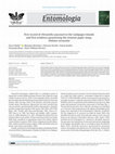 Research paper thumbnail of First record of Hirsutella saussurei in the Galápagos Islands and first evidence parasitizing the invasive paper wasp, Polistes versicolor