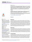 Research paper thumbnail of Clinical and histopathologic features of canine tegumentary leishmaniasis and the molecular characterization of Leishmania braziliensis in dogs