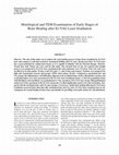 Research paper thumbnail of Histological and TEM Examination of Early Stages of Bone Healing after Er:YAG Laser Irradiation