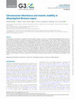 Research paper thumbnail of Chromosome inheritance and meiotic stability in allopolyploidBrassica napus